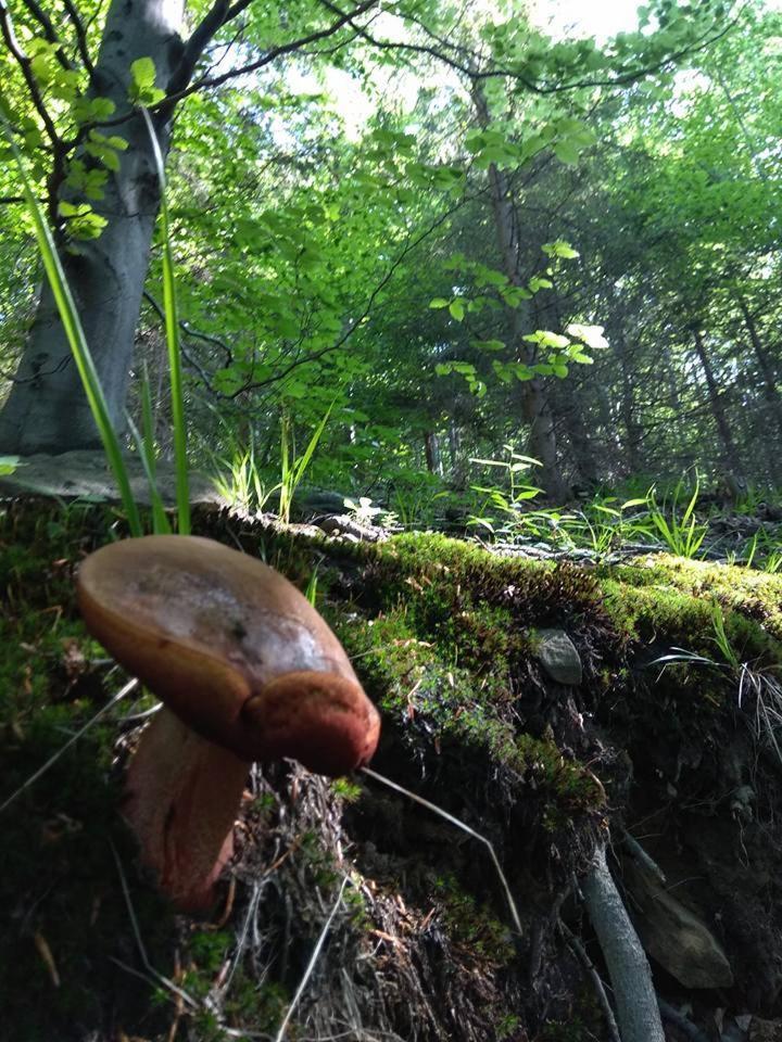 Babia Chata Zawoja Exterior foto